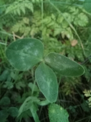 Trifolium pratense