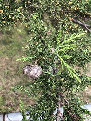 Cupressus macrocarpa