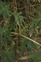 Bambusoideae