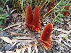 Banksia blechnifolia