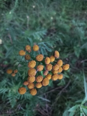 Tanacetum vulgare