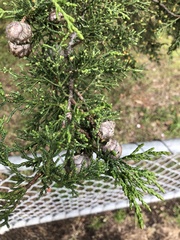 Cupressus macrocarpa