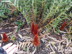 Banksia blechnifolia