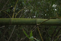 Bambusoideae