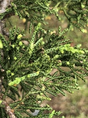 Cupressus macrocarpa
