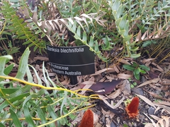 Banksia blechnifolia
