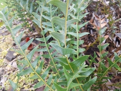 Banksia blechnifolia