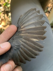 Thamnomanes schistogynus