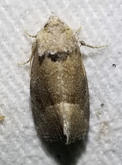 Plagiomimicus spumosum