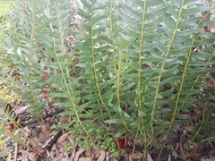 Banksia blechnifolia