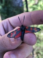 Zygaena