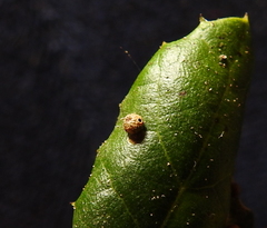 Dryocosmus minusculus