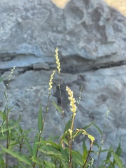 Persicaria punctata