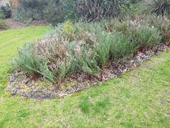 Banksia blechnifolia