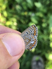 Polyommatus icarus