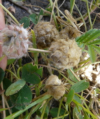 Trifolium fragiferum