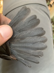 Thamnomanes schistogynus