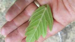 Acer negundo interius