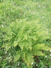 Athyrium distentifolium