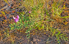 Lathyrus palustris