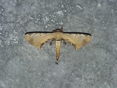 Bombycoidea