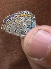 Polyommatus icarus