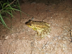 Lithobates forreri