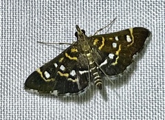 Diathrausta harlequinalis