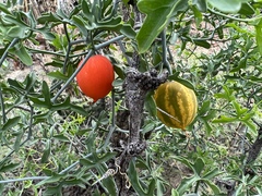 Ibervillea tenuisecta