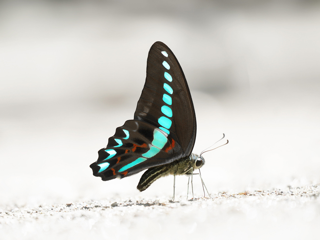Milon's Bluebottle