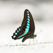 Milon's Bluebottle - Photo (c) Cheongweei Gan, some rights reserved (CC BY), uploaded by Cheongweei Gan