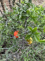 Ibervillea tenuisecta