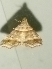 Phalaenophana pyramusalis