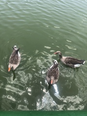 Anser anser domesticus