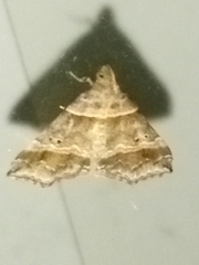 Phalaenophana pyramusalis