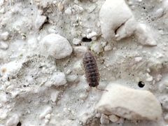 Armadillidium versicolor