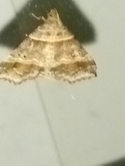 Phalaenophana pyramusalis