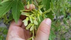 Acer negundo interius