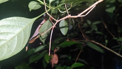 Clitumninae