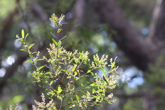 Ericaceae