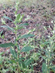 Axyris amaranthoides