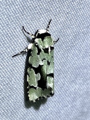 Emarginea percara