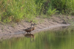Dendrocygna javanica