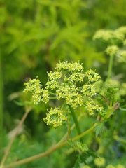 Peucedanum alsaticum
