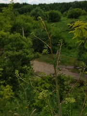 Peucedanum alsaticum