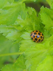 Harmonia conformis