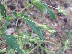 Axyris amaranthoides