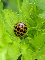 Harmonia conformis