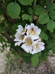 Rosa corymbifera