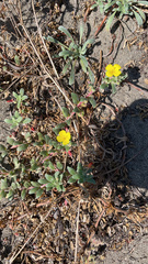 Camissoniopsis cheiranthifolia